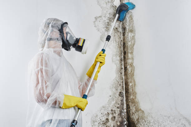 Best Industrial Mold Remediation in East Hazel Crest, IL