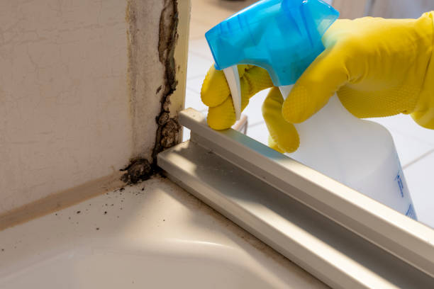 Best Mold Remediation for Specific Building Types in East Hazel Crest, IL