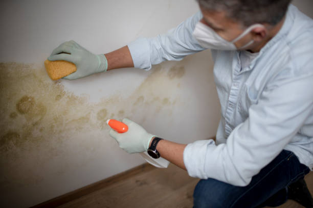 Best Residential Mold Remediation in East Hazel Crest, IL