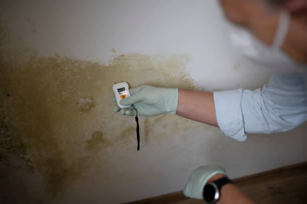 Best Basement Mold Remediation in East Hazel Crest, IL
