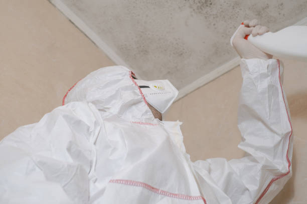 Best Localized Mold Remediation (e.g., coastal areas, humid climates) in East Hazel Crest, IL