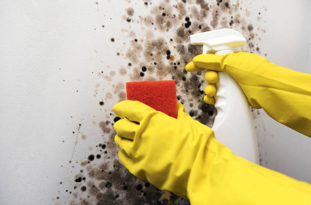 Best Kitchen Mold Remediation in East Hazel Crest, IL