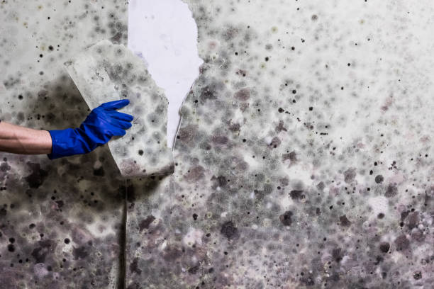 Best Attic Mold Remediation in East Hazel Crest, IL