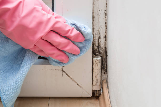 Best Insurance-Related Mold Remediation in East Hazel Crest, IL